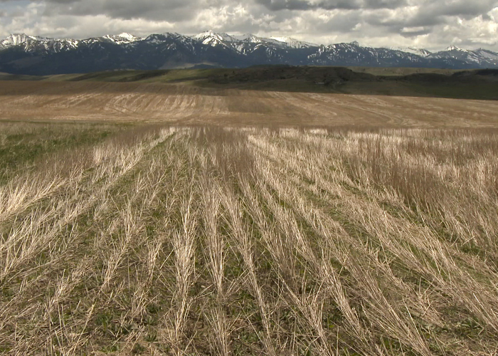 Open field with Mountains in the background