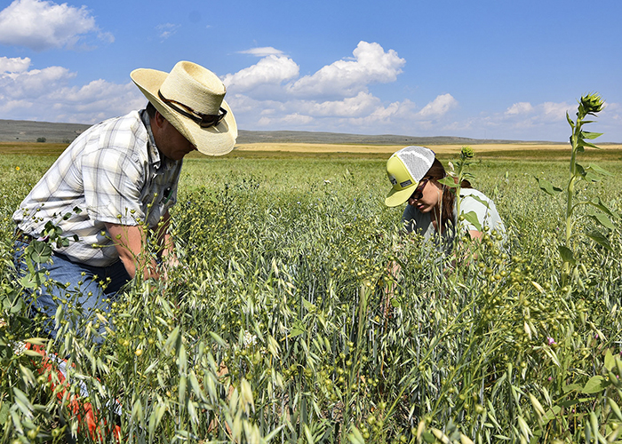 Two people testing soil in field of crops