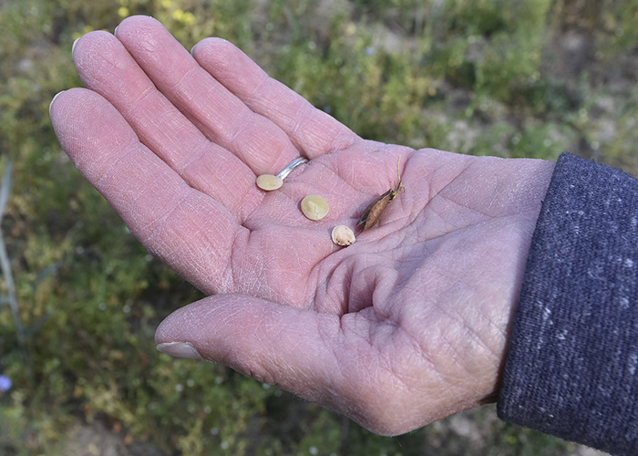 Close up of hand holding four seeds