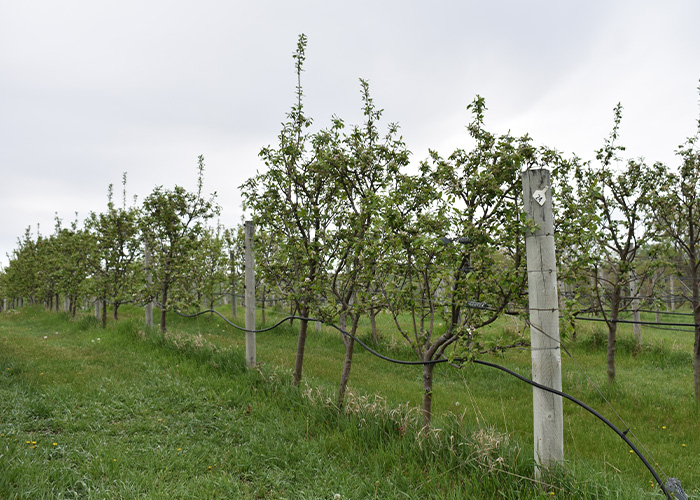 Grapevines in an orchard