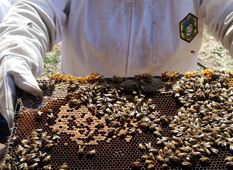 Person in protective suit holding a honeycomb with bees on it