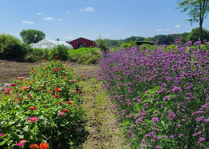 Rows of flowers in field