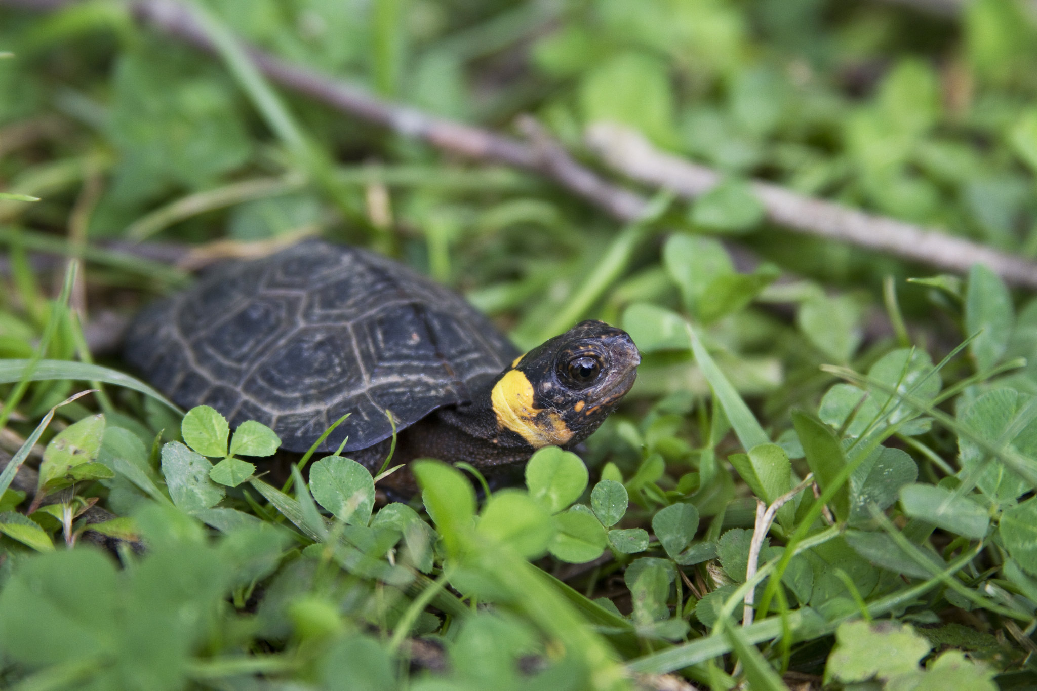 Turtle