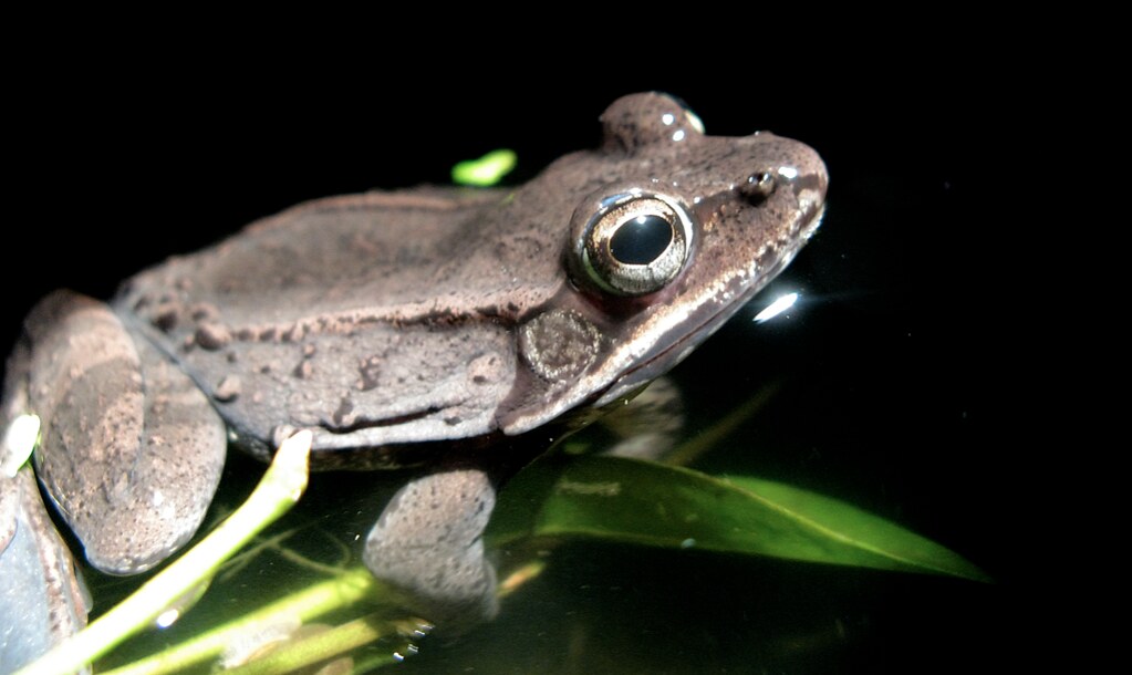 Frog