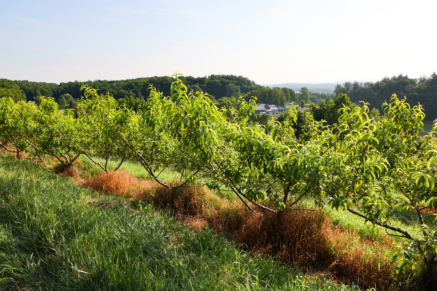 Fruit trees in an orchard