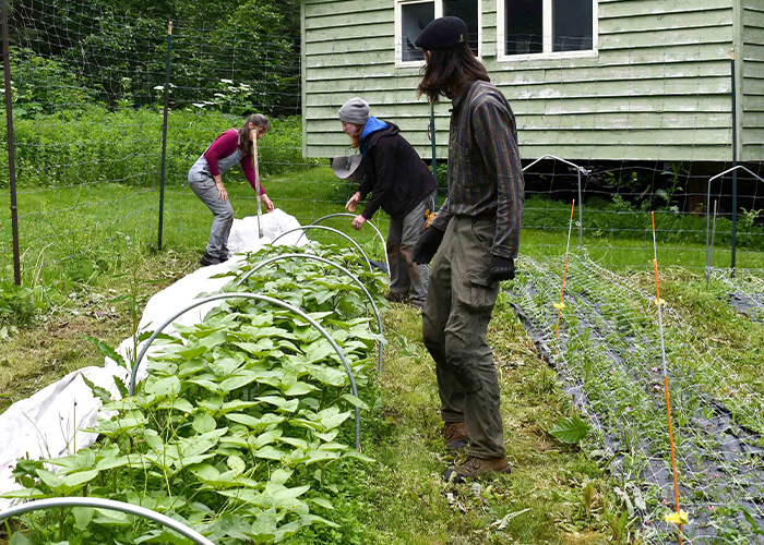 three people working on plants in ground