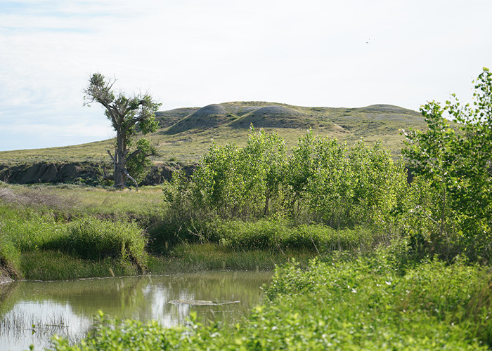 A pond with trees surrounding it