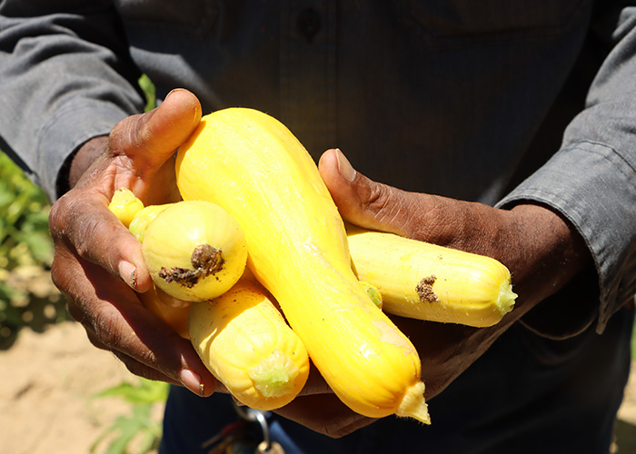 Two hands holding four yellow zucchinis