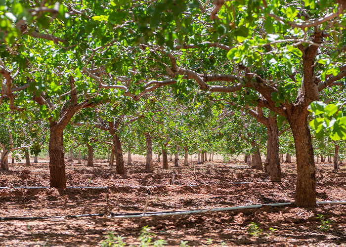 Two rows of trees in an orchard