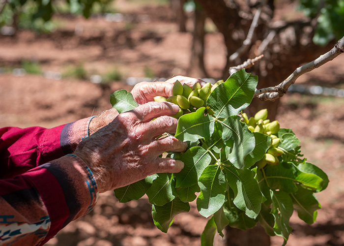 Two hands picking leaves on a tree