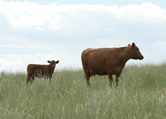 Two cows standing on prairie