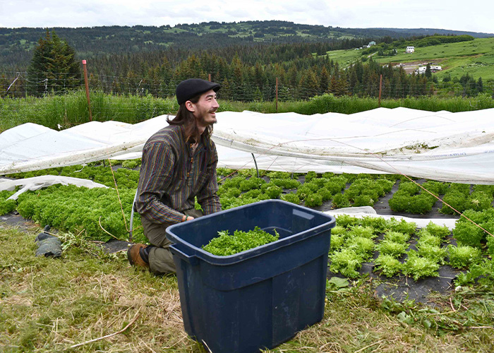 person on knees harvesting crops