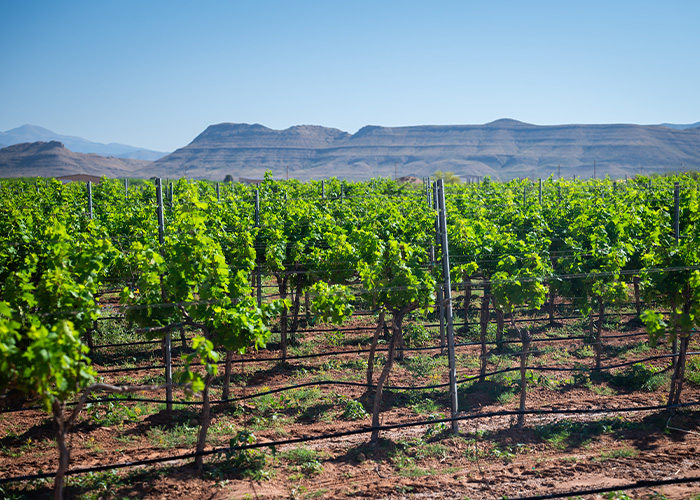Aerial view of a grape orchard