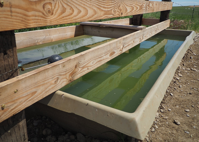 Water feeder troughs
