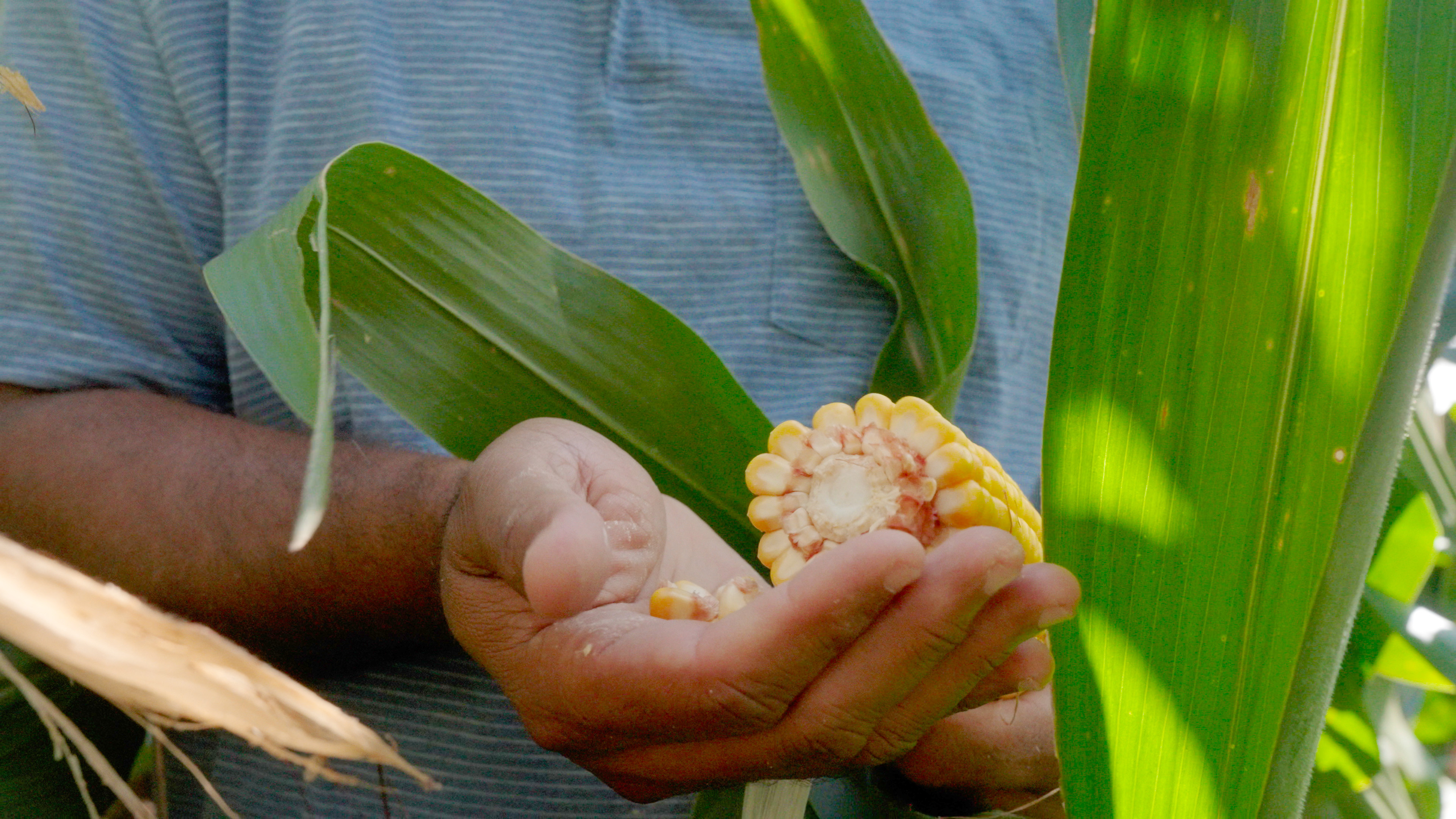 Hand holding corn cob