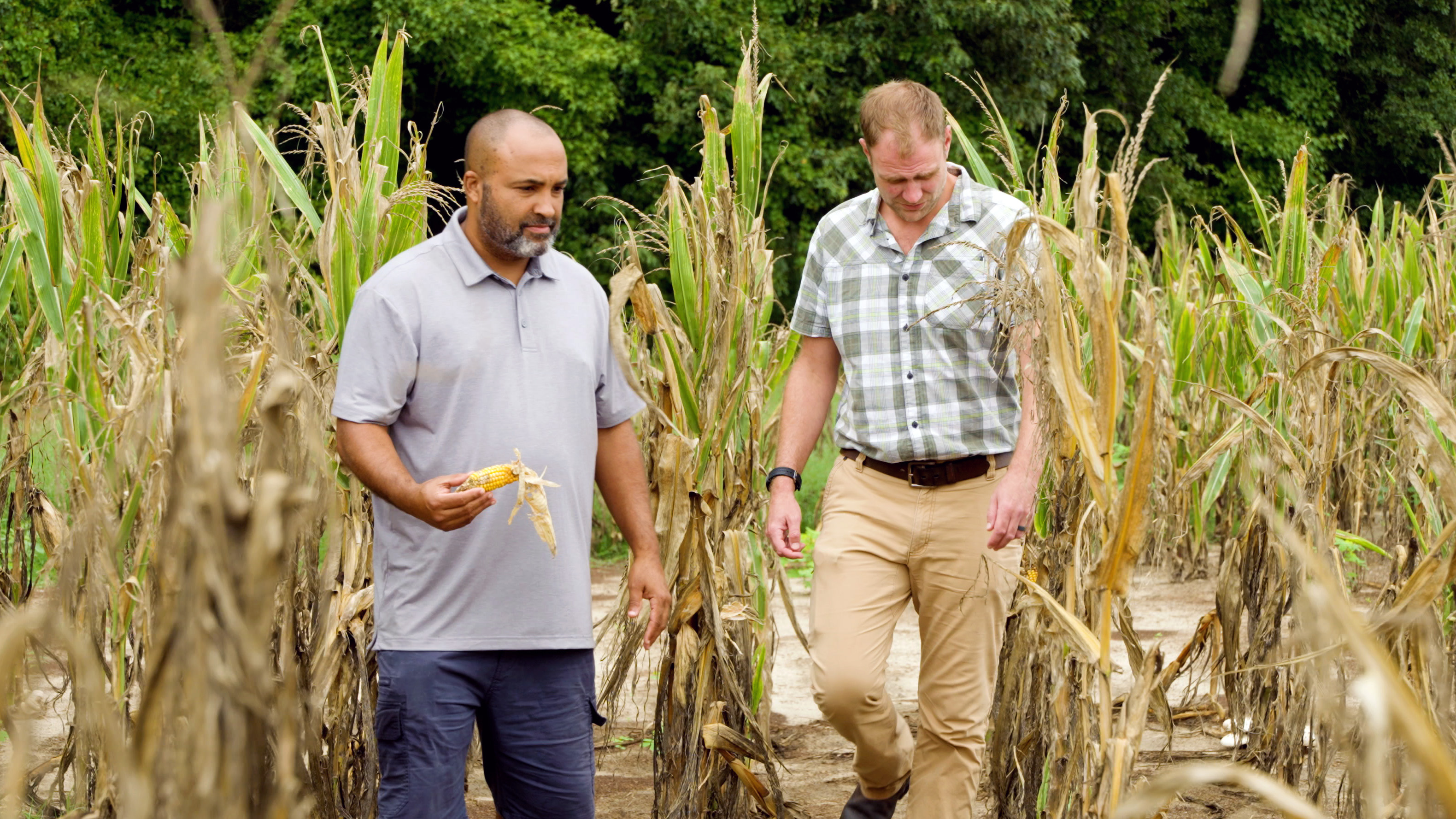 Two people walking through a crop field