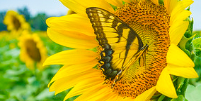 Sunflower and butterfly