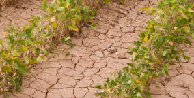 Field of row crops in drought conditions.