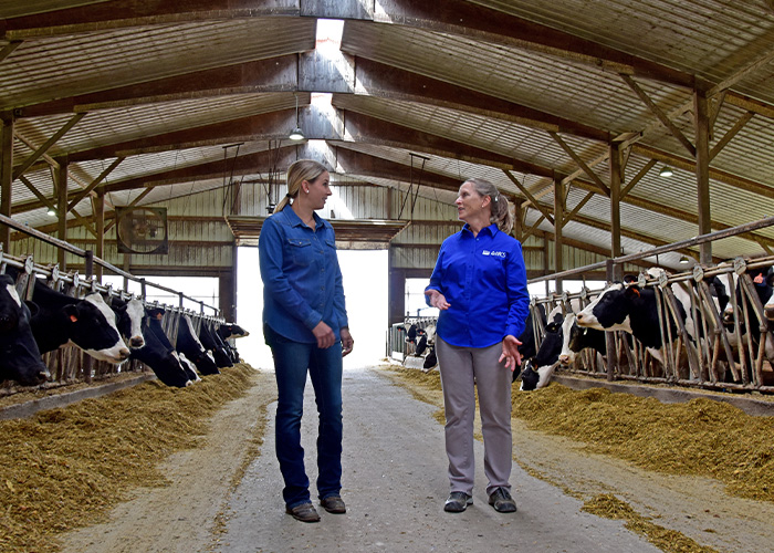 Two people in a cattle feeding barn