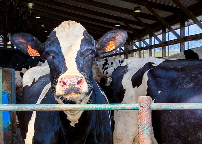 Cow in barn