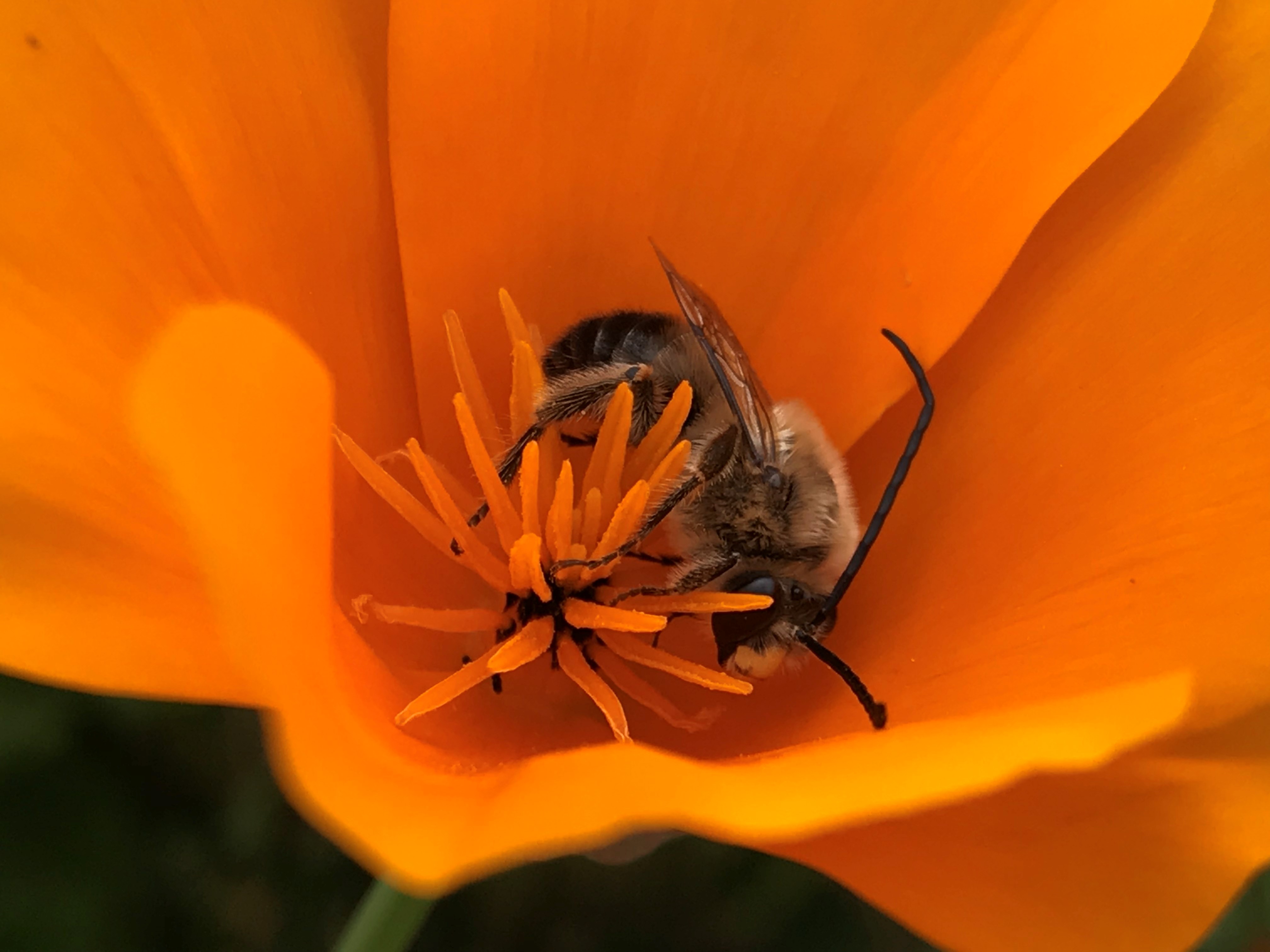Farmers Can ‘Bee’ a Friend to Pollinators