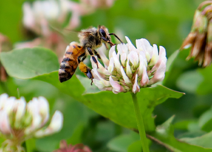 A bee alights on a white and pink flower.