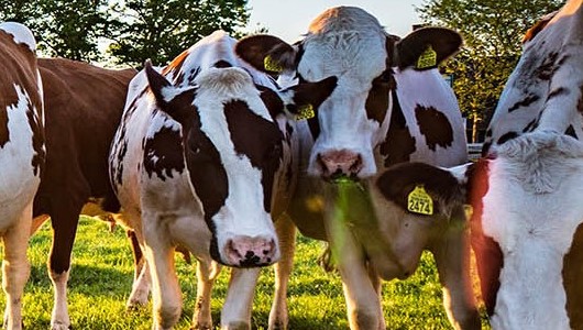 Ask The Expert: A Q&A with Dr. Julie Gauthier about Avian Influenza, Dairy Cows, and the Importance of Testing