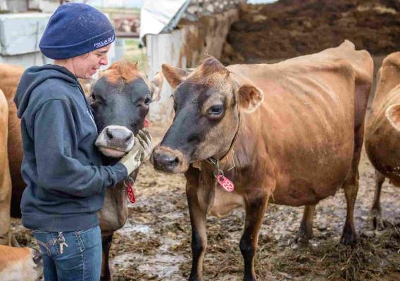 Woman with dairy cows