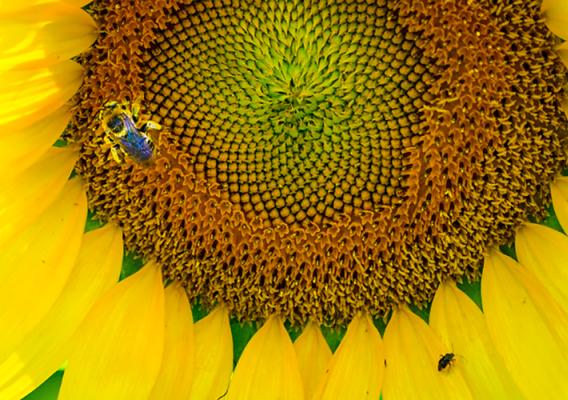 A pollinator on a flower.