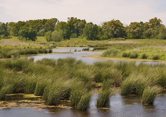 A wetland in Texas.