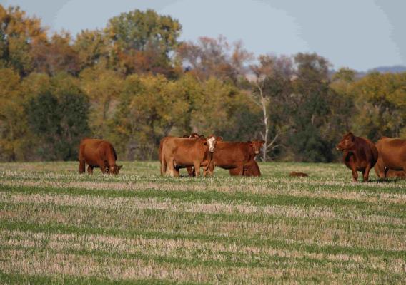 Herd of cattle graze on fall pasture with a tree canopy in the background