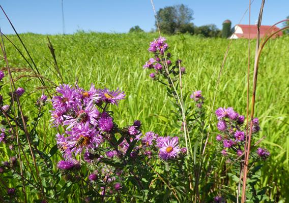 Purple flowers for pollinators.