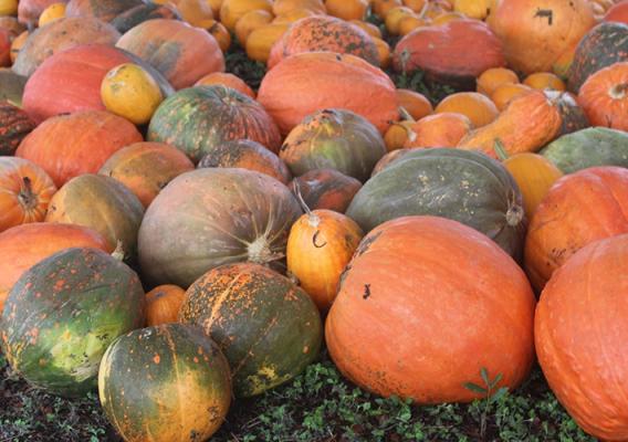 Different color pumpkins.