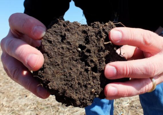 Man inspecting soil