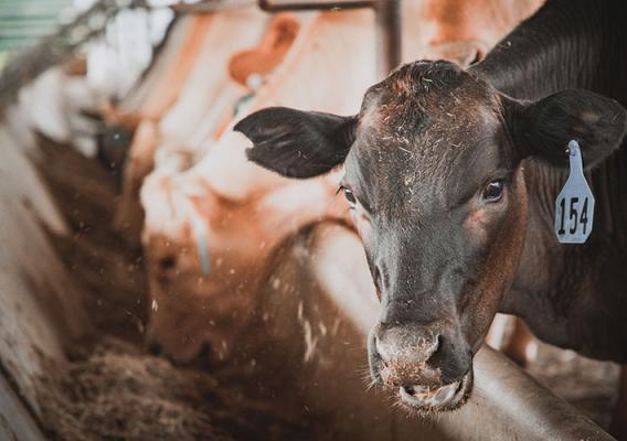 Cattle on Caney Creek Ranch