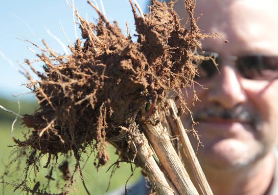 Man inspecting soil attached to roots