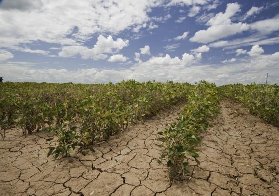 Rows of dry crops sitting on parched land