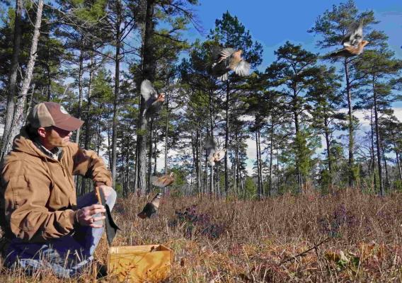 Man in woods with flying quail