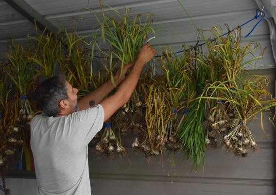 Person hanging lemon grass on wall