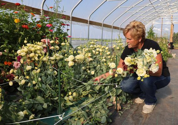 Person picking flowers