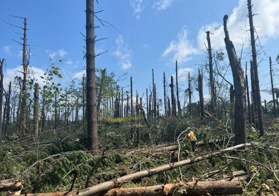 Burnt trees