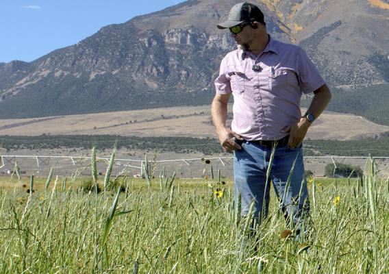Person standing in crop field with mountains in the background