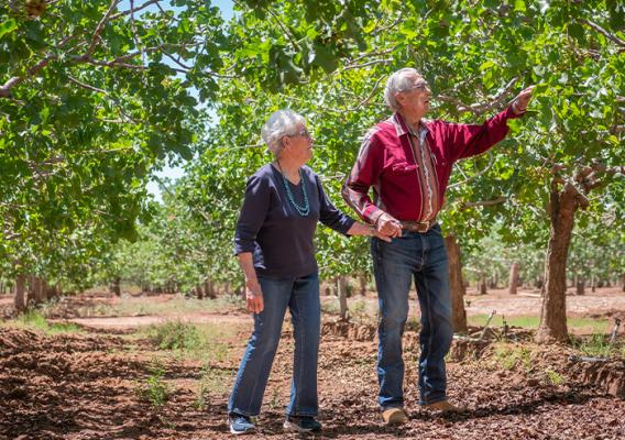 Two people walking in an orchard