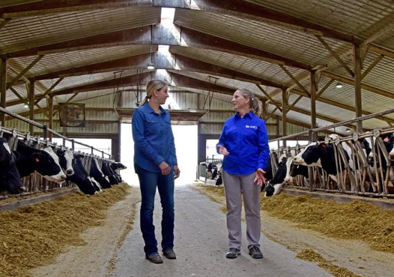 Two people walking in a cattle feeding barn