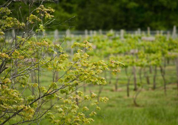 photo of a vineyard