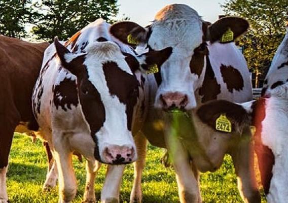 Dairy cows stand in a field
