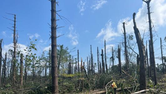 Burnt trees