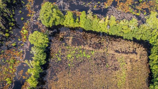 Flooded crop field