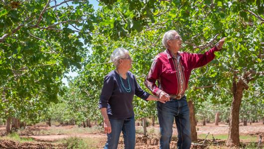 Two people walking in an orchard