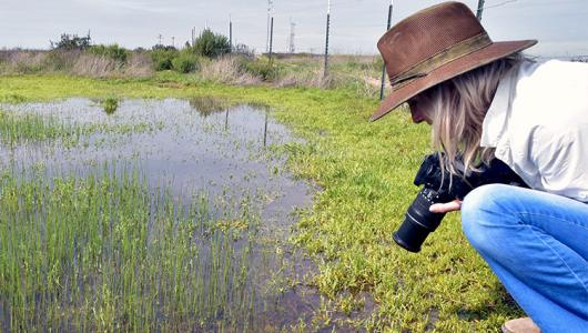 Person taking a photo in a wetland